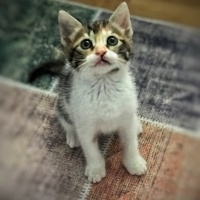Prinkipo