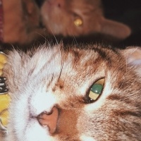 Cessahra