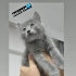 Yesimkont