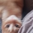 gncBrr