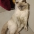 MEHTAPMERLIN