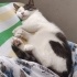 PandaEfendi