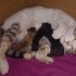 Biyolog_Hanim