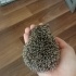 Littlepaws