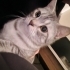 hector1888