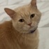 leodi