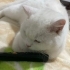 Zeynepersin