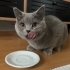 Boncukkedy