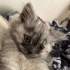 Melisaon