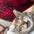 Littleleo