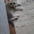scottishfold21