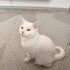 Emree000444
