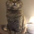 Cheddarr