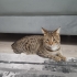 k1804130