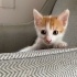 nilguunnn