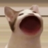 BaharCanaz