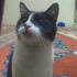 Fatmarat