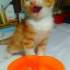 tomasedisonn