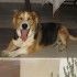 negul