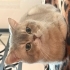 Cattymu