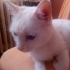 Pashacats