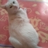 Ramazan KÖKDEN