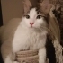 Kopukcat