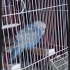 SukriyeCelik