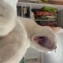edaceylan001gmailcom