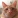 callisto_devil