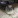 Catsmama