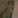 Grorn