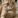 tarcincat