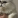 kingbarbun