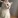 Bulut__cat