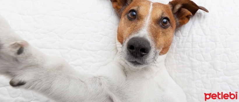 Jack Russell Cinsi Kopekler Ile Ilgili Eglenceli Gercekler Petlebi