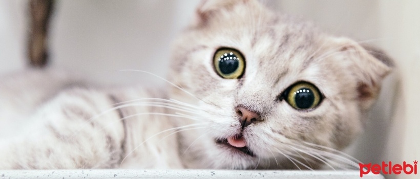 Kedi Bakmanin Aylik Maliyeti Petlebi