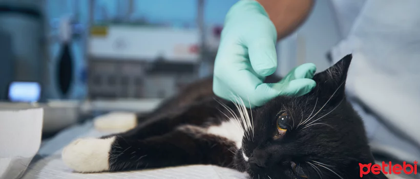 Kedi Dışkısında Kan Olmasının Sebepleri ve Tedavi