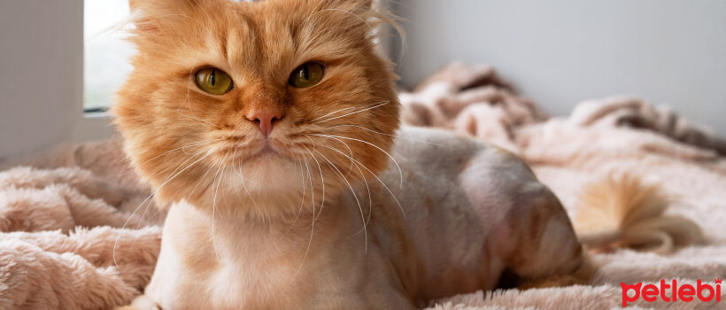 Kedi Nasil Tiras Edilir Sorusunun 5 Cevabi Petlebi