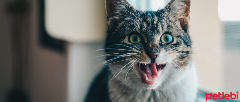 kediler neden evden kacar kedilerde kacmayi engelleme yollari petlebi