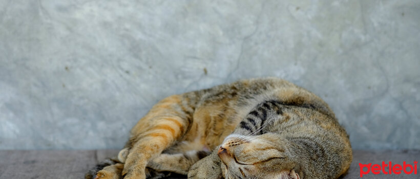 kediler neden soguk yerde yatar petlebi