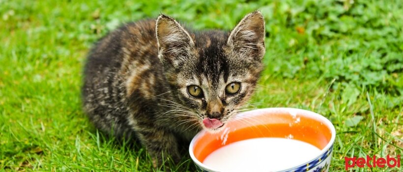 Kediler Yogurt Yiyebilir Mi Petlebi