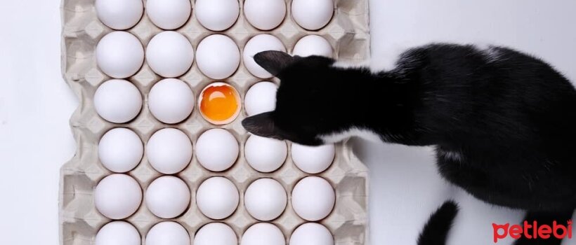 Kediler Yumurta Yiyebilir Mi Petlebi