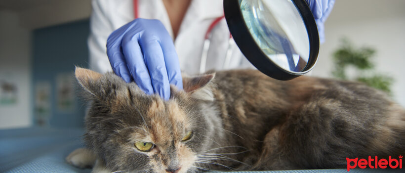 kedilerde egzama belirtileri tedavi yontemleri petlebi