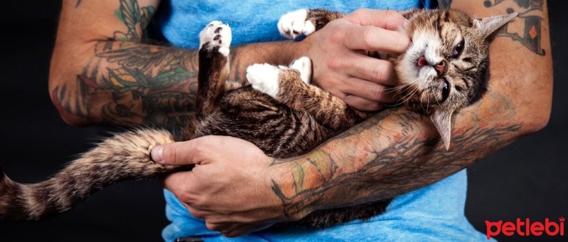 Kedileri Sevmenin Puf Noktalari Petlebi Kedileri Sevmenin Puf Noktalari Petlebi