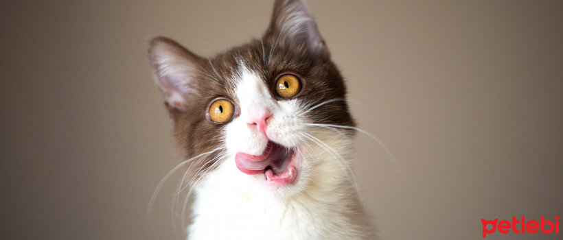Kedilerin Dilleri Hakkinda Carpici Ve Ilginc 7 Bilgi Petlebi