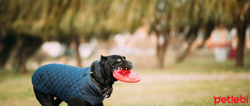 Kopeginizin Boyutuna Gore Kiyafet Secimi Petlebi