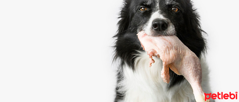 Kopekler Icin Cig Tavuk Yemek Guvenli Mi Petlebi Kopekler Icin Cig Tavuk Yemek Guvenli Mi Petlebi