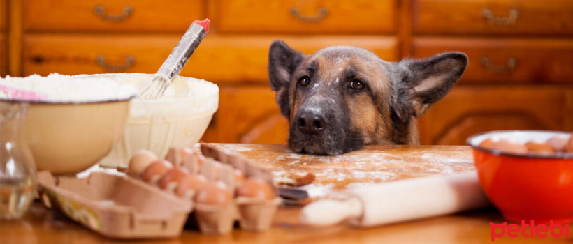 Kopeklerde En Sik Gorulen Yeme Bozukluklari Petlebi Kopeklerde En Sik Gorulen Yeme Bozukluklari Petlebi