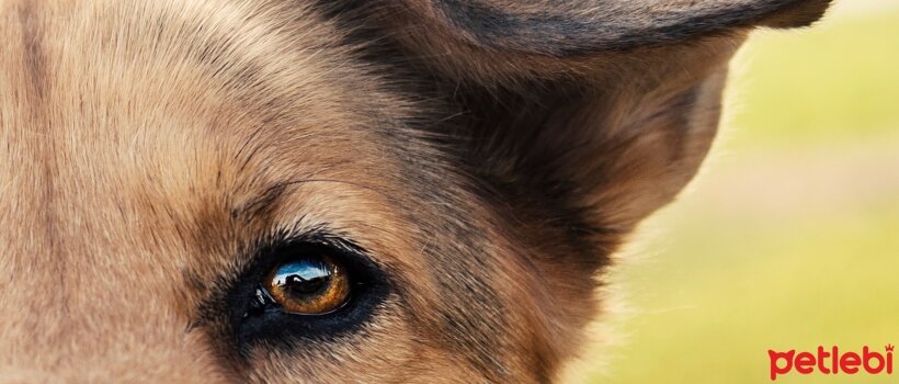 köpeklerin gözleri neden çapaklanır
